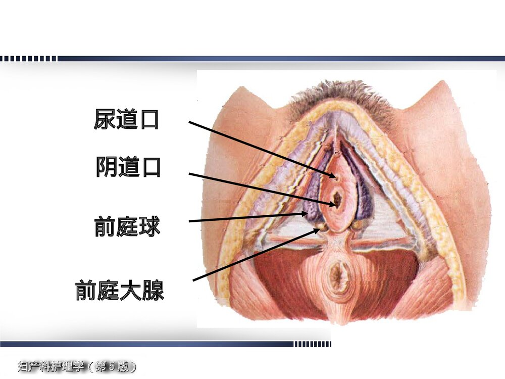 妇产科护理学·女性生殖系统解剖与生理概述PPT课件下载4