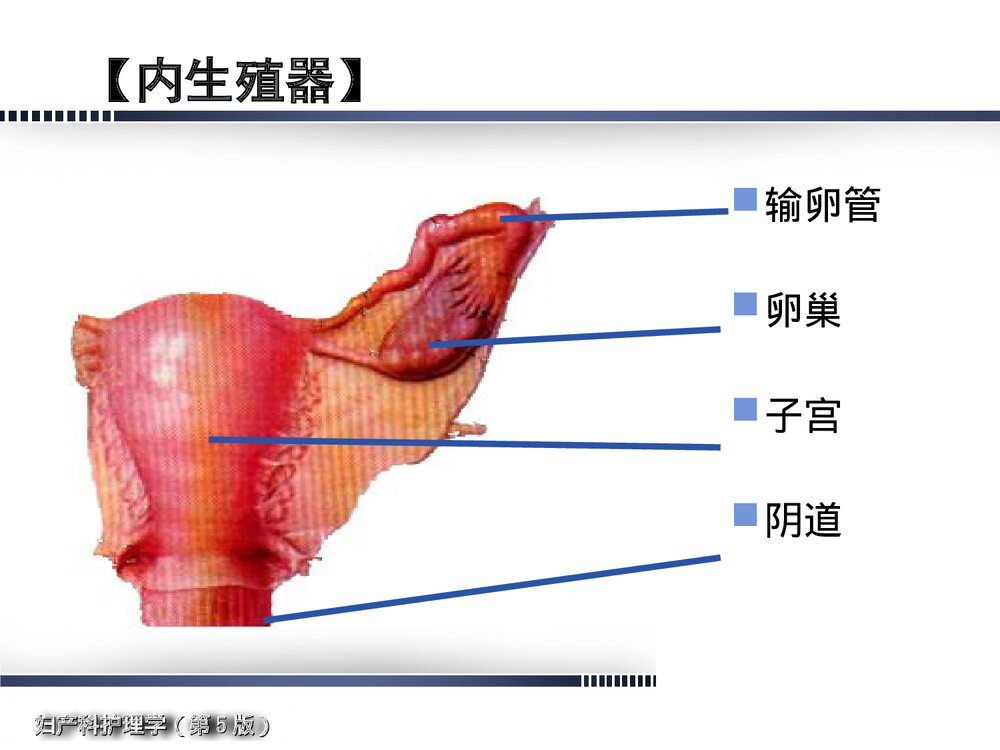 妇产科护理学·女性生殖系统解剖与生理概述PPT课件下载5