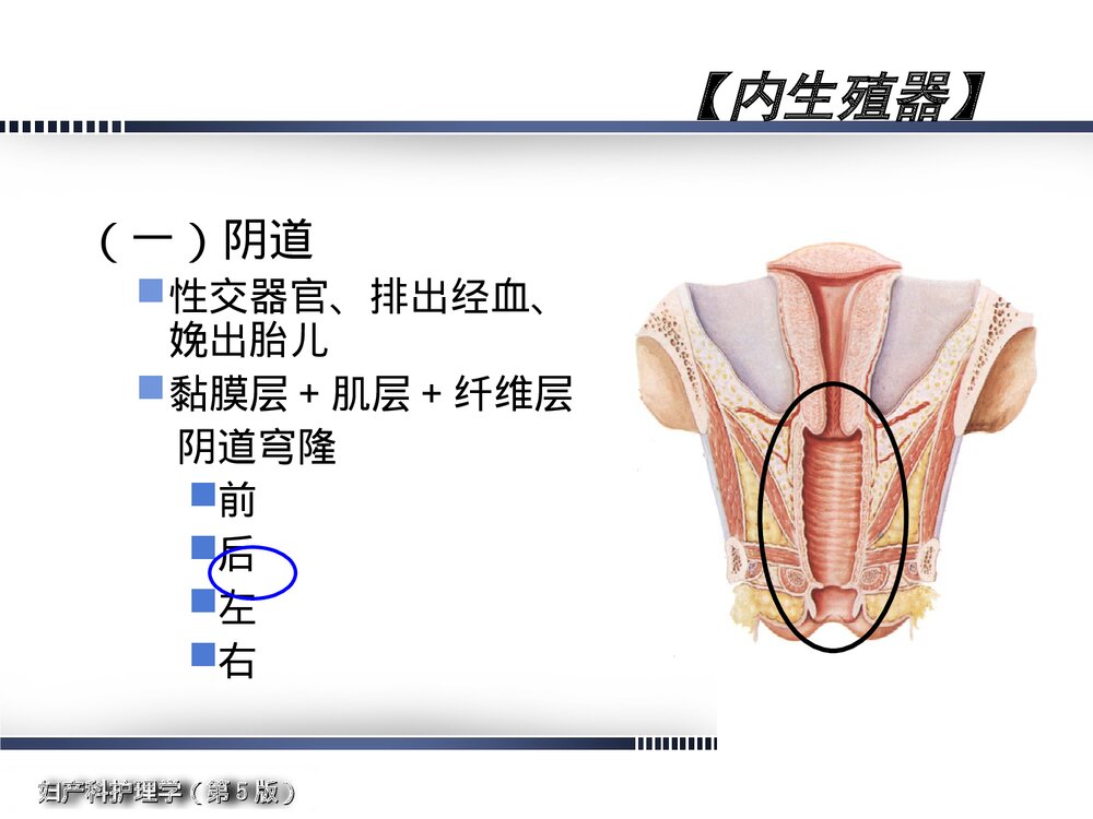妇产科护理学·女性生殖系统解剖与生理概述PPT课件下载6