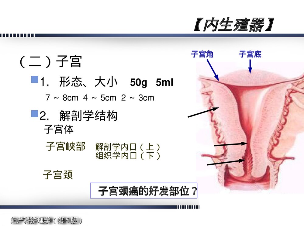 妇产科护理学·女性生殖系统解剖与生理概述PPT课件下载7