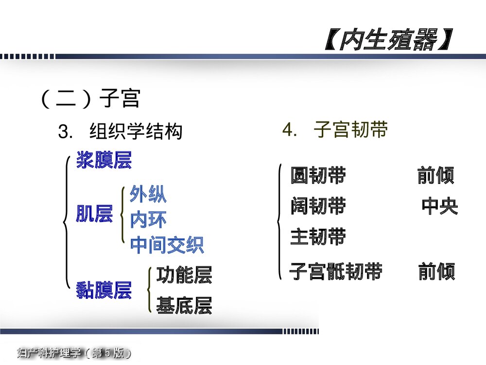 妇产科护理学·女性生殖系统解剖与生理概述PPT课件下载8