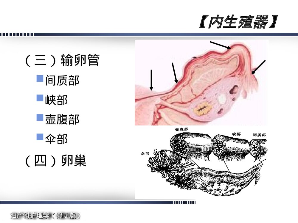 妇产科护理学·女性生殖系统解剖与生理概述PPT课件下载9