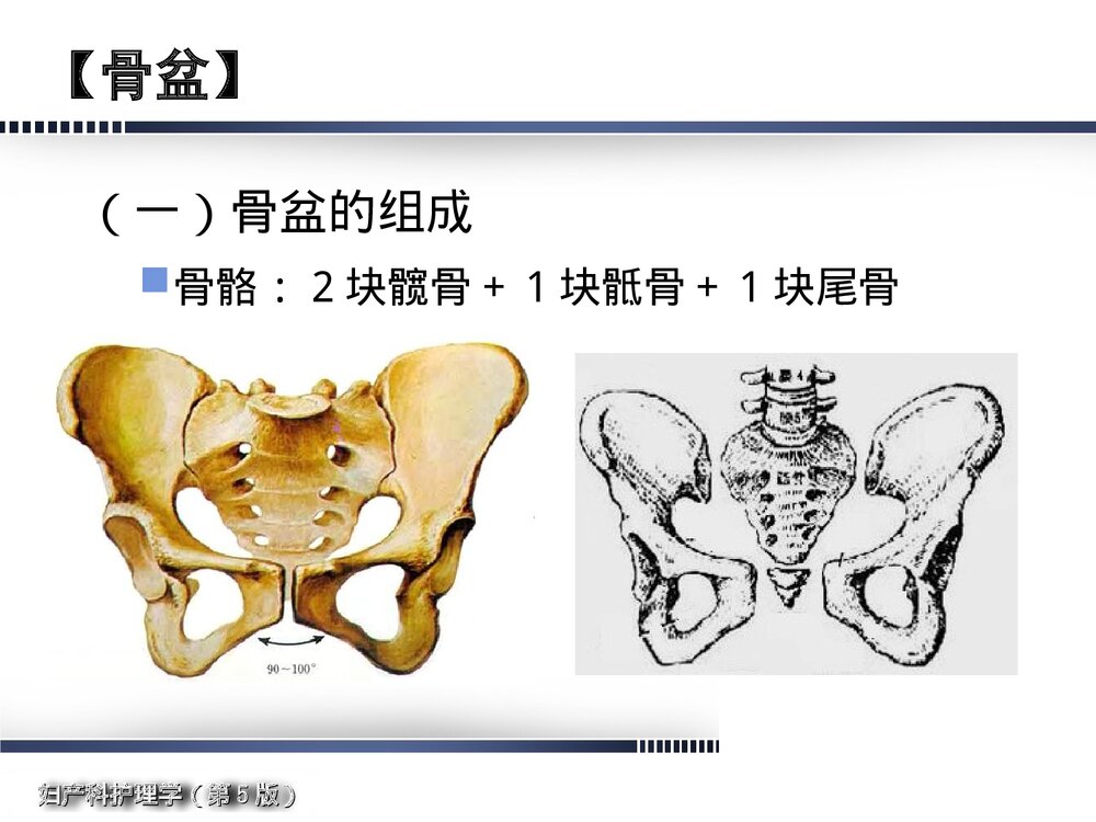 妇产科护理学·女性生殖系统解剖与生理概述PPT课件下载10