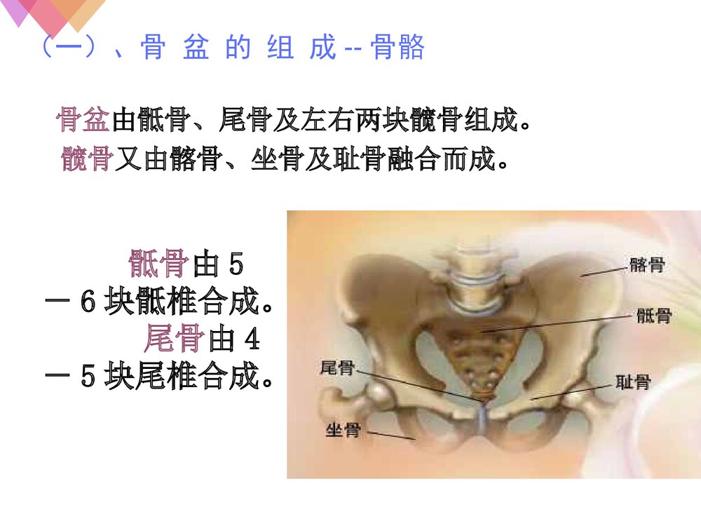 女性生殖系统解剖与生理PPT课件下载4