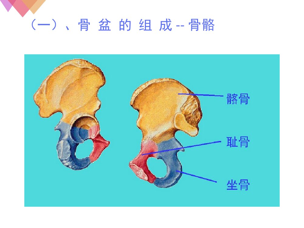女性生殖系统解剖与生理PPT课件下载5