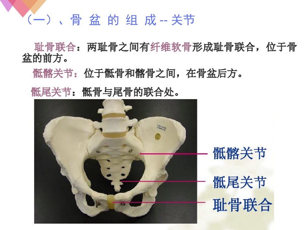 女性生殖系统解剖与生理PPT课件下载6
