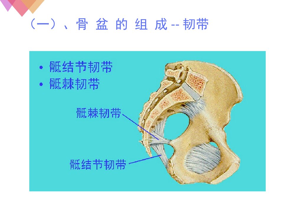 女性生殖系统解剖与生理PPT课件下载7