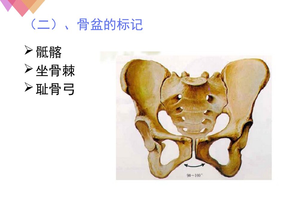 女性生殖系统解剖与生理PPT课件下载8