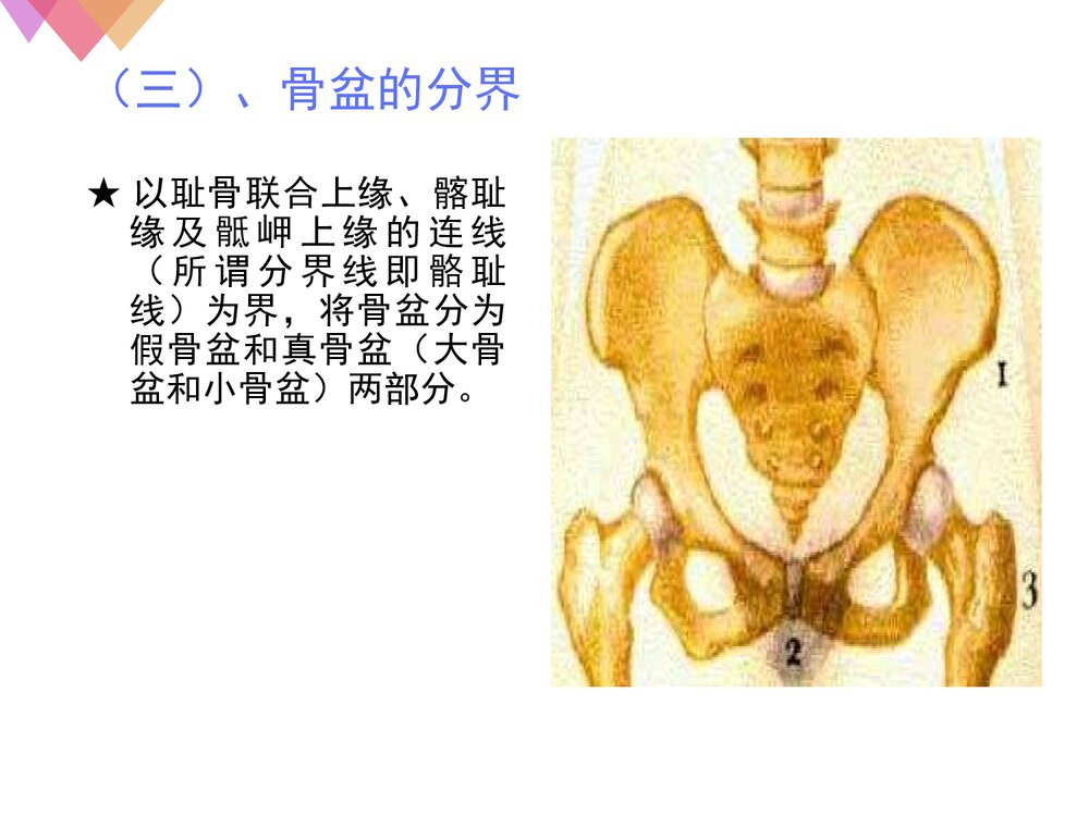 女性生殖系统解剖与生理PPT课件下载9