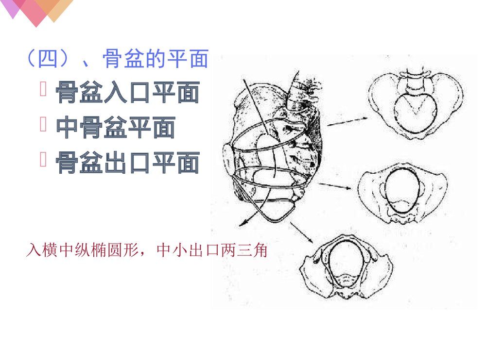 女性生殖系统解剖与生理PPT课件下载10