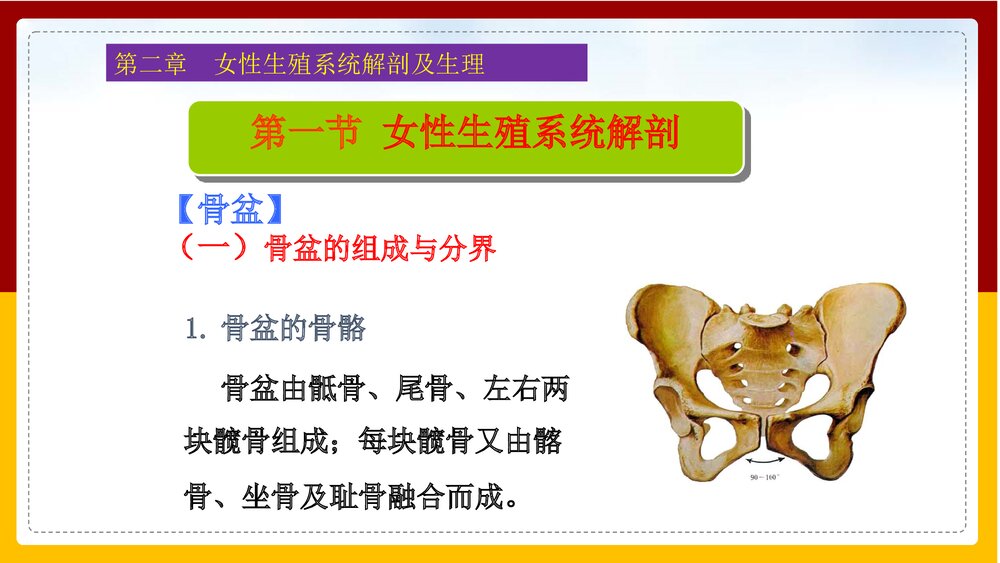妇产科护理学·第二章女性生殖系统解剖及生理PPT课件下载4