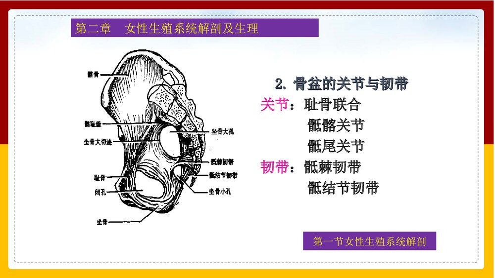 妇产科护理学·第二章女性生殖系统解剖及生理PPT课件下载5