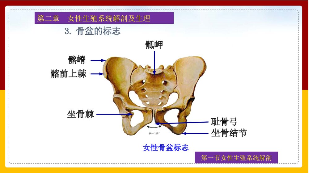 妇产科护理学·第二章女性生殖系统解剖及生理PPT课件下载6