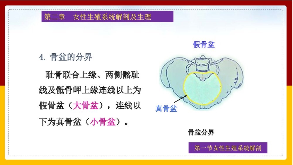 妇产科护理学·第二章女性生殖系统解剖及生理PPT课件下载7