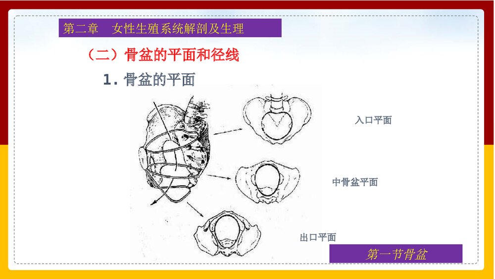 妇产科护理学·第二章女性生殖系统解剖及生理PPT课件下载8