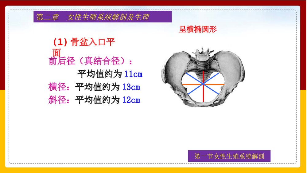 妇产科护理学·第二章女性生殖系统解剖及生理PPT课件下载9