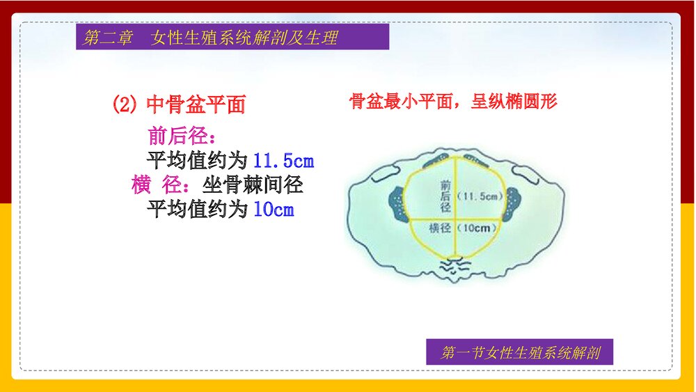 妇产科护理学·第二章女性生殖系统解剖及生理PPT课件下载10