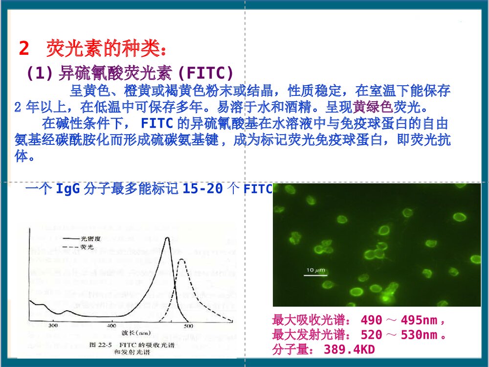 免疫荧光细胞化学技术PPT课件(共44页)9