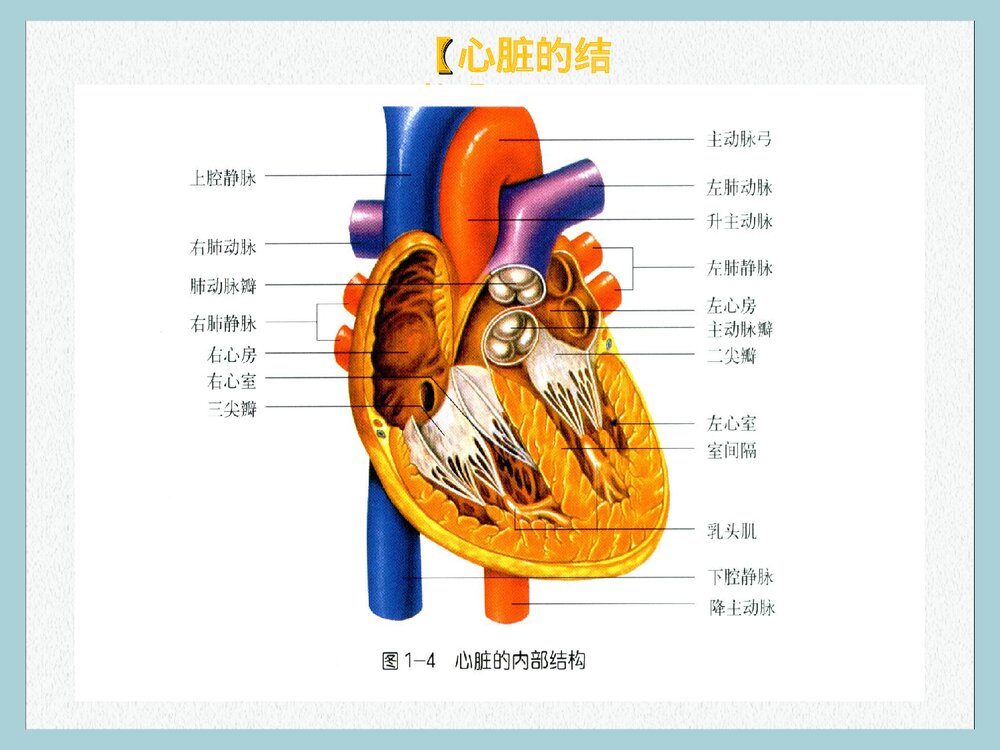 心血管疾病健康讲座PPT课件下载3