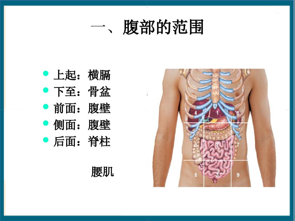 腹部体格检查课件PPT下载3