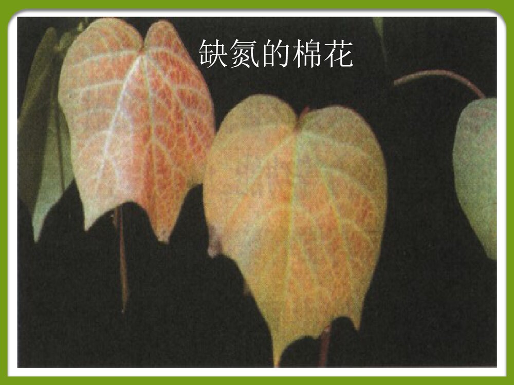 课题2化学肥料PPT课件下载6