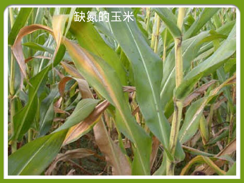 课题2化学肥料PPT课件下载7