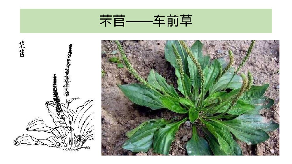 《芣苢》统编版高中语文必修一PPT课件6