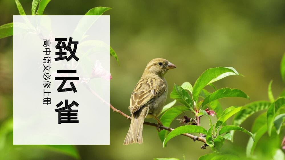 《致云雀》高中语文必修一PPT课件下载1