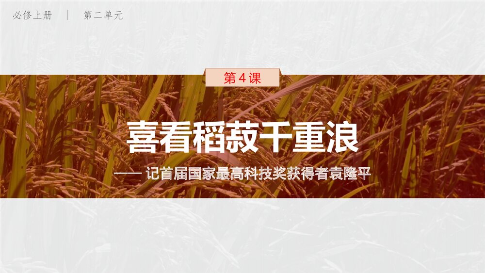 《喜看稻菽千重浪》高中语文必修上册PP课件(第二单元·第4课)1