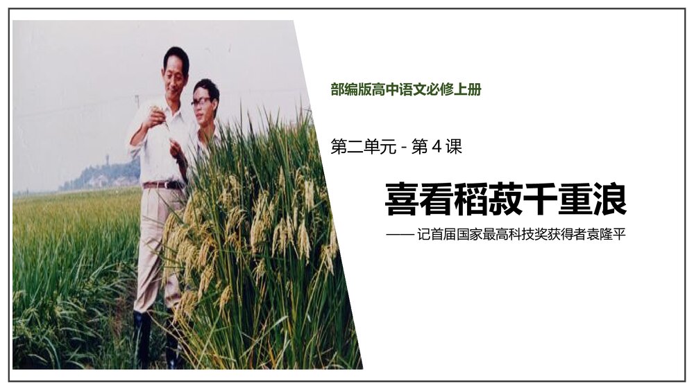 部编版高中语文必修上册《喜看稻菽千重浪》PP课件(第二单元·第4课)1