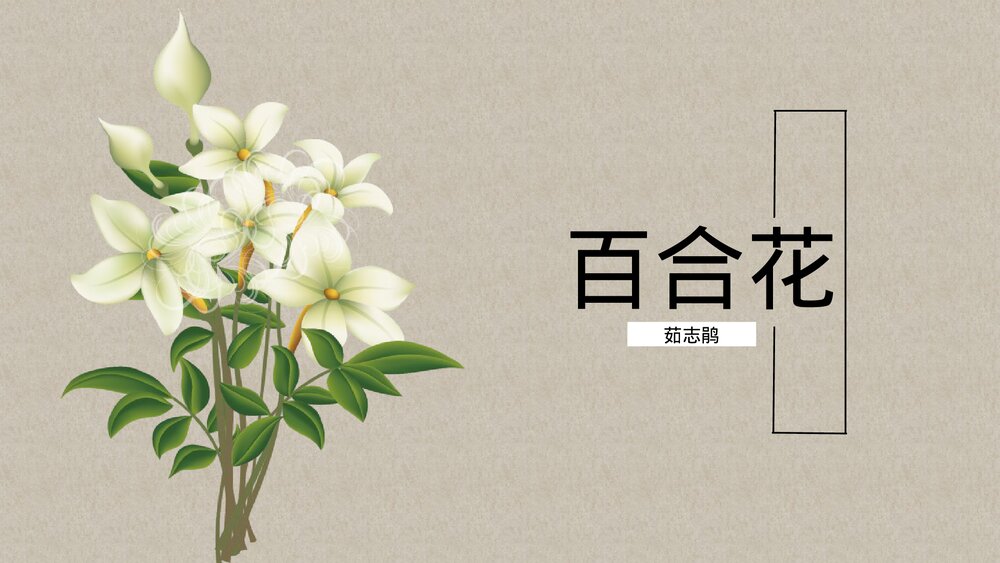 高中语文必修一 《百合花》PPT优质课件1