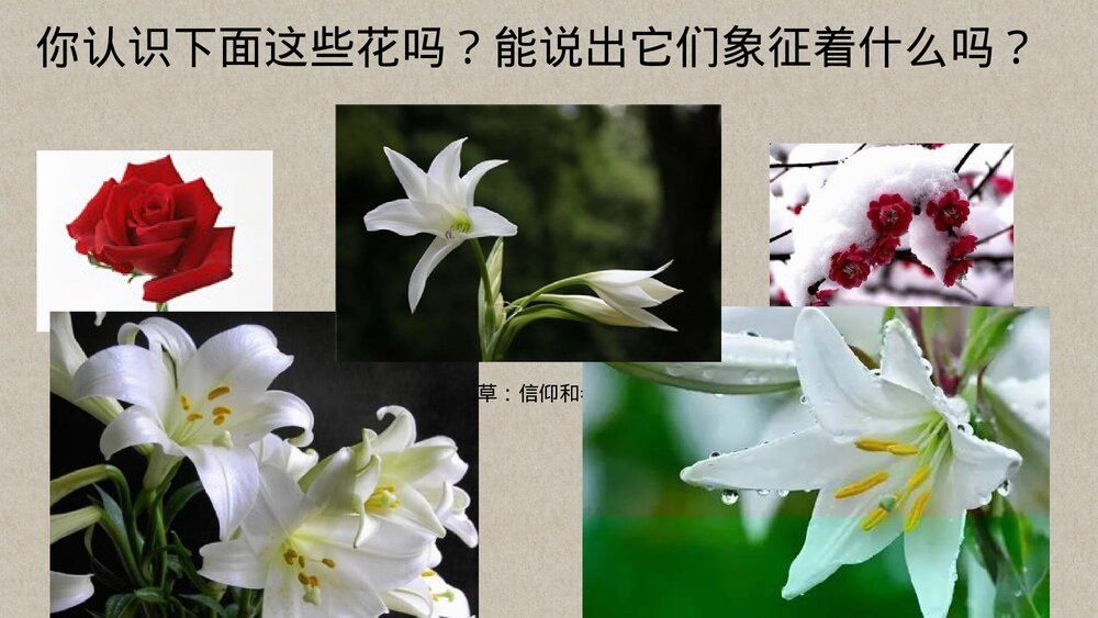 高中语文必修一 《百合花》PPT优质课件3