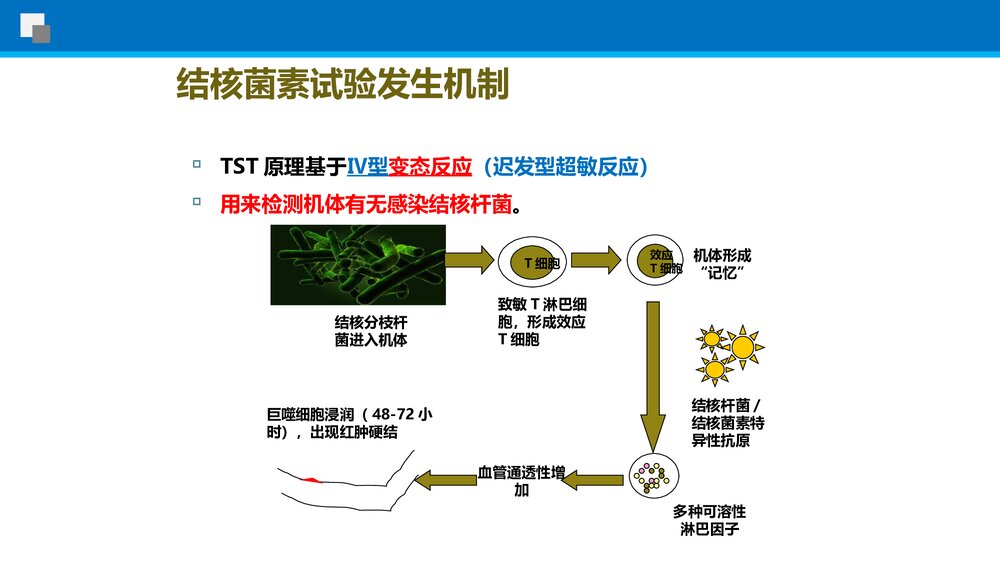 结核菌素试验使用指导PPT课件下载6